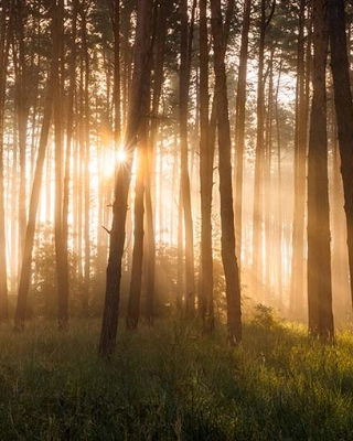 Holzstämme in einem Wald liefern Holz für erneuerbar heizen.